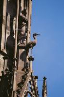 Strasbourg - Cathedrale Notre-Dame - Statue de cigogne